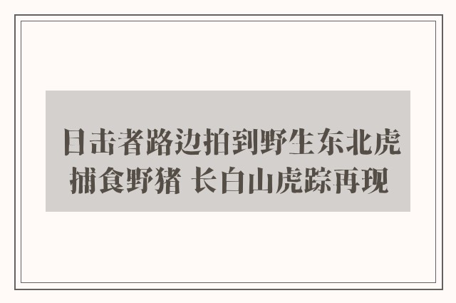 目击者路边拍到野生东北虎捕食野猪 长白山虎踪再现